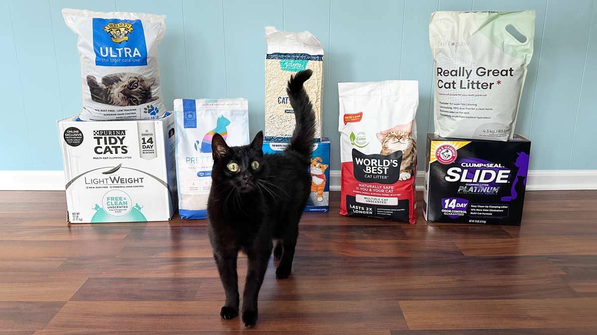Best Cat Litter From Our Tests